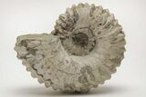Bumpy Ammonite (Douvilleiceras) Fossil - Madagascar #205046-1